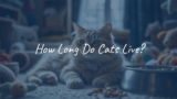 How Long Do Cats Live?