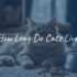 How Long Are Cats Pregnant?