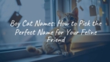 Boy Cat Names: How to Pick the Perfect Name for Your Feline Friend