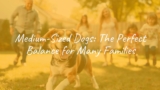 Medium-Sized Dogs: The Perfect Balance for Many Families