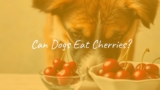 Can Dogs Eat Cherries?