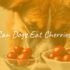 Boy Cat Names: How to Pick the Perfect Name for Your Feline Friend