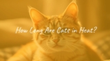 How Long Are Cats in Heat?