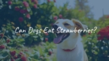 Can Dogs Eat Strawberries?