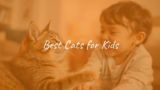 Best Cats for Kids