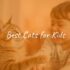 Best Cats for Allergies