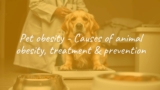 Pet obesity – Causes of animal obesity, treatment & prevention
