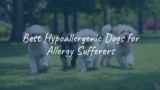 Best Hypoallergenic Dogs for Allergy Sufferers