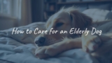 How to Care for an Elderly Dog