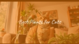 Best Plants for Cats