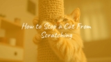 How to Stop a Cat From Scratching
