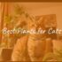 Best Cats for Kids
