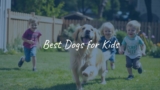 Best Dogs for Kids