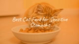 Best Cat Food for Sensitive Stomachs