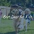 Best Guard Dogs: A Comprehensive Guide