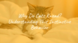 Why Do Cats Knead? Understanding This Instinctive Behavior