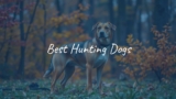 Best Hunting Dogs