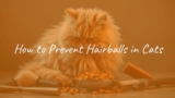 How to Prevent Hairballs in Cats