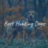 Best Dogs for Seniors