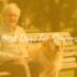 Best Hypoallergenic Dogs for Allergy Sufferers